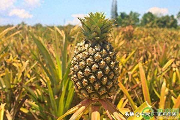 菠萝是长在树上还是地上（如何种出又大又甜的菠萝）