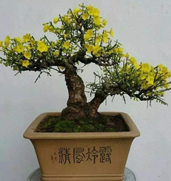 迎春花什么时候开花（迎春花的种植和繁殖方法介绍）