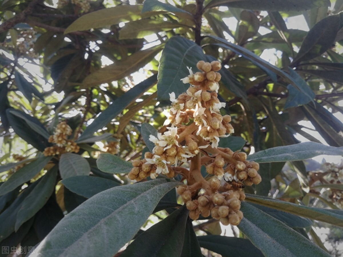 枇杷什么时候开花持续多久（枇杷树的花期管理方法介绍）