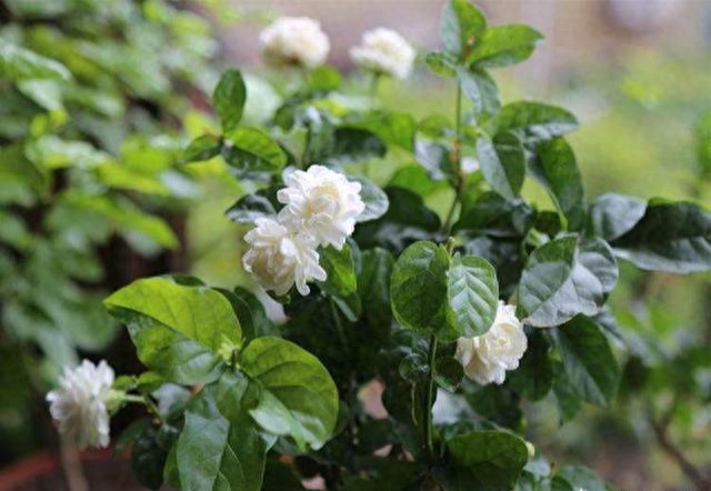 茉莉花用什么肥料好（哪种肥料可以促进茉莉花开花）