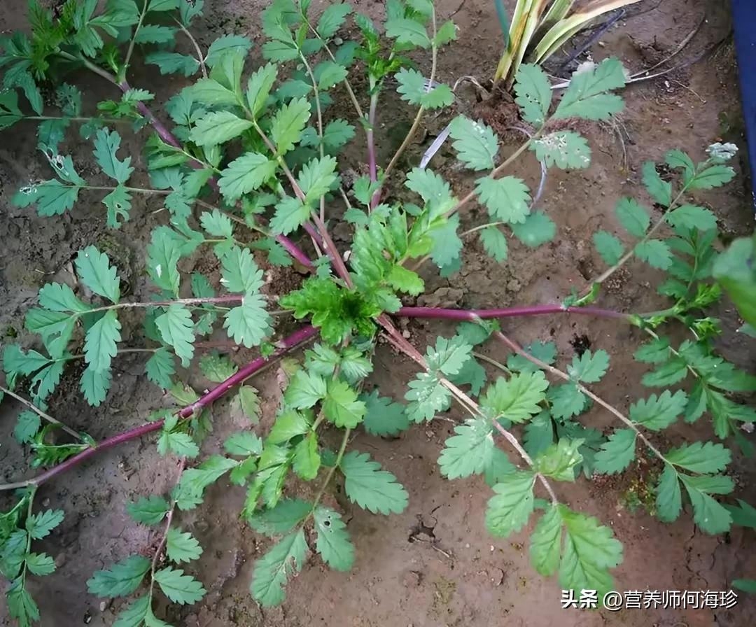 鸡毛菜又叫什么菜有哪些别名（鸡毛菜的营养价值高吗）