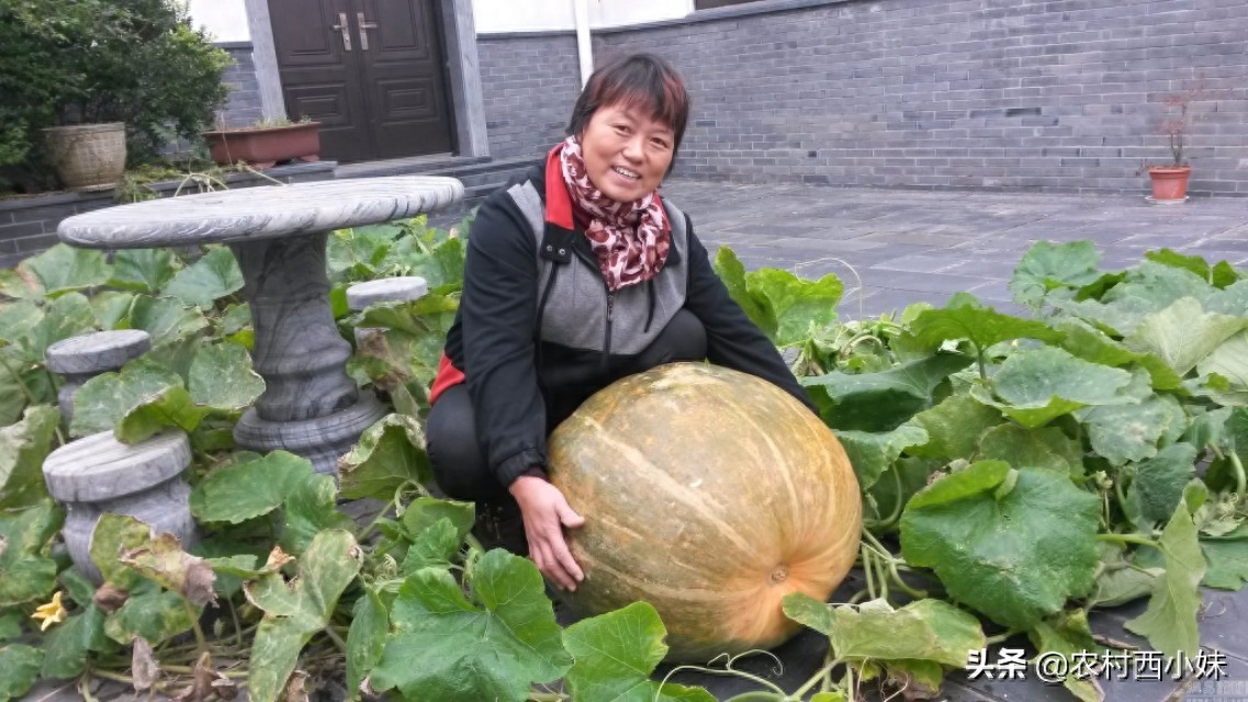 南瓜施肥的最佳时期（南瓜肥水管理要点都有哪些呢）