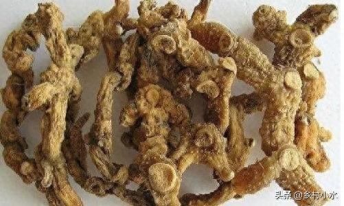 野生黄精种植方法（黄精的生长特性及人工栽培技术）