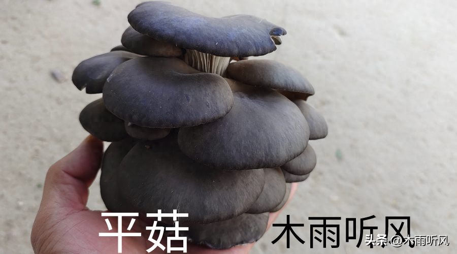 平菇种植技术（优质高产的平菇是如何栽培出来的呢）