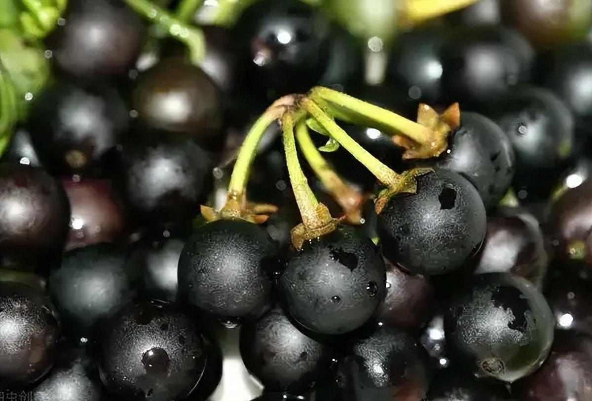 像葡萄一样的紫黑色果子(路边常见像葡萄的野果能吃吗)