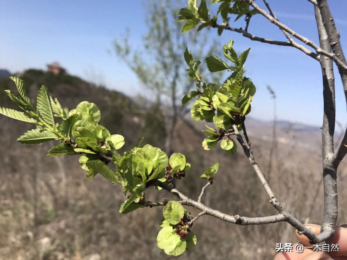 榆钱是花还是果实（榆树的生长特征及榆钱的食用方法）