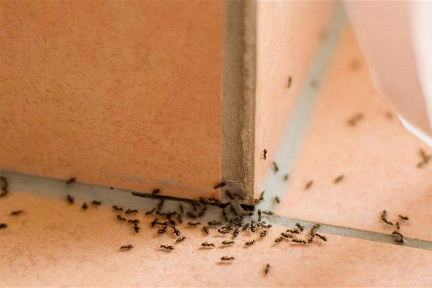 为什么家里会有蚂蚁（处理家中大量蚂蚁的方法有哪些）