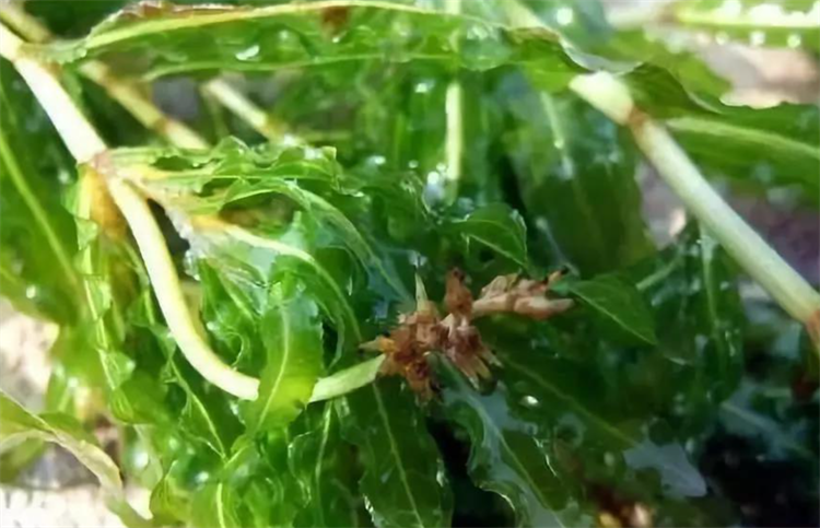 麦黄草种子如何种植方法（中药麦黄草的两种培育技术）