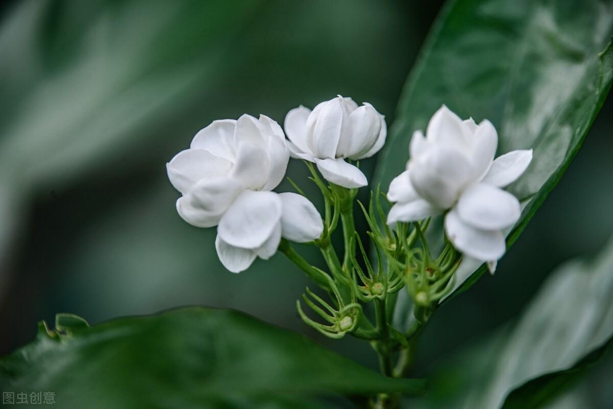 茉莉花简介及图片（关于茉莉花的传说故事都有哪些呢）