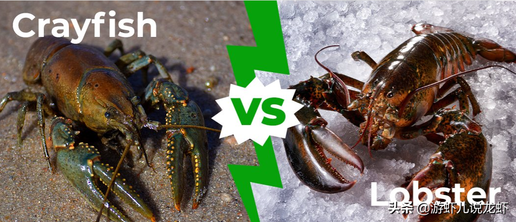 小龙虾和龙虾的区别（龙虾和小龙虾是同一个物种吗）