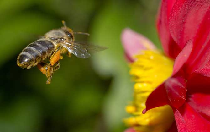 蜜蜂的发育过程是什么样的（蜜蜂的生长和发育过程）