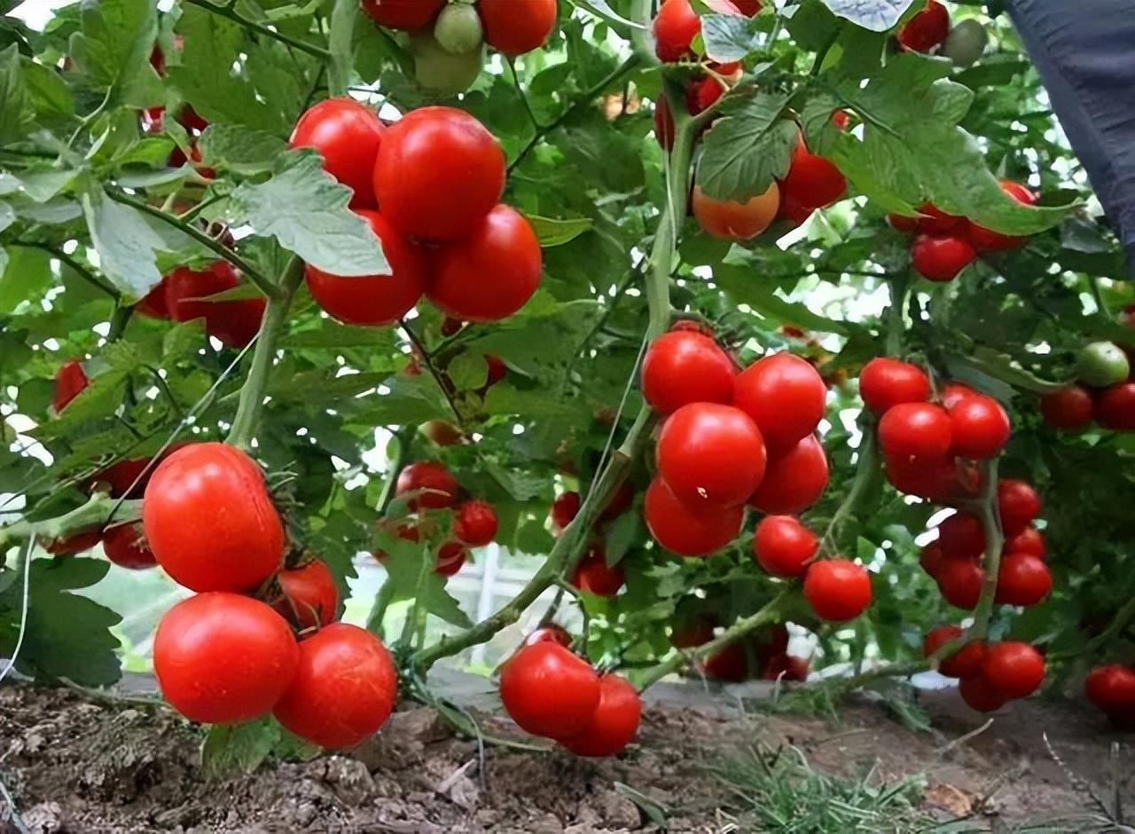 西红柿不红是什么原因（种植的番茄不会变红是怎么回事）