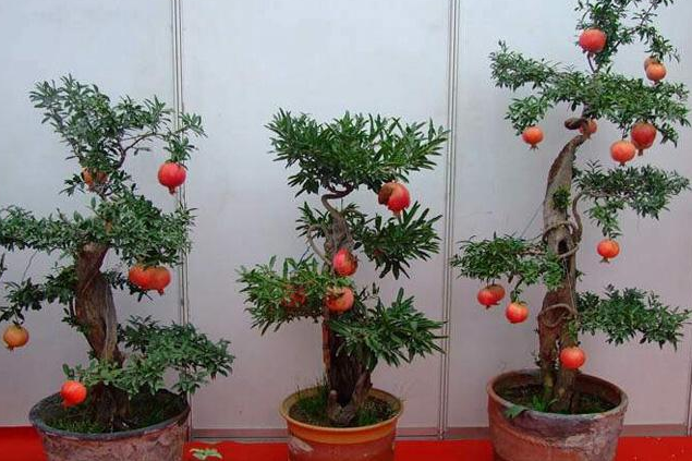 盆栽石榴树的养殖方法和注意事项（石榴树怎么盆栽养殖）
