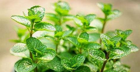 薄荷剪下来能直接种土里吗（薄荷扦插的正确方法是什么）