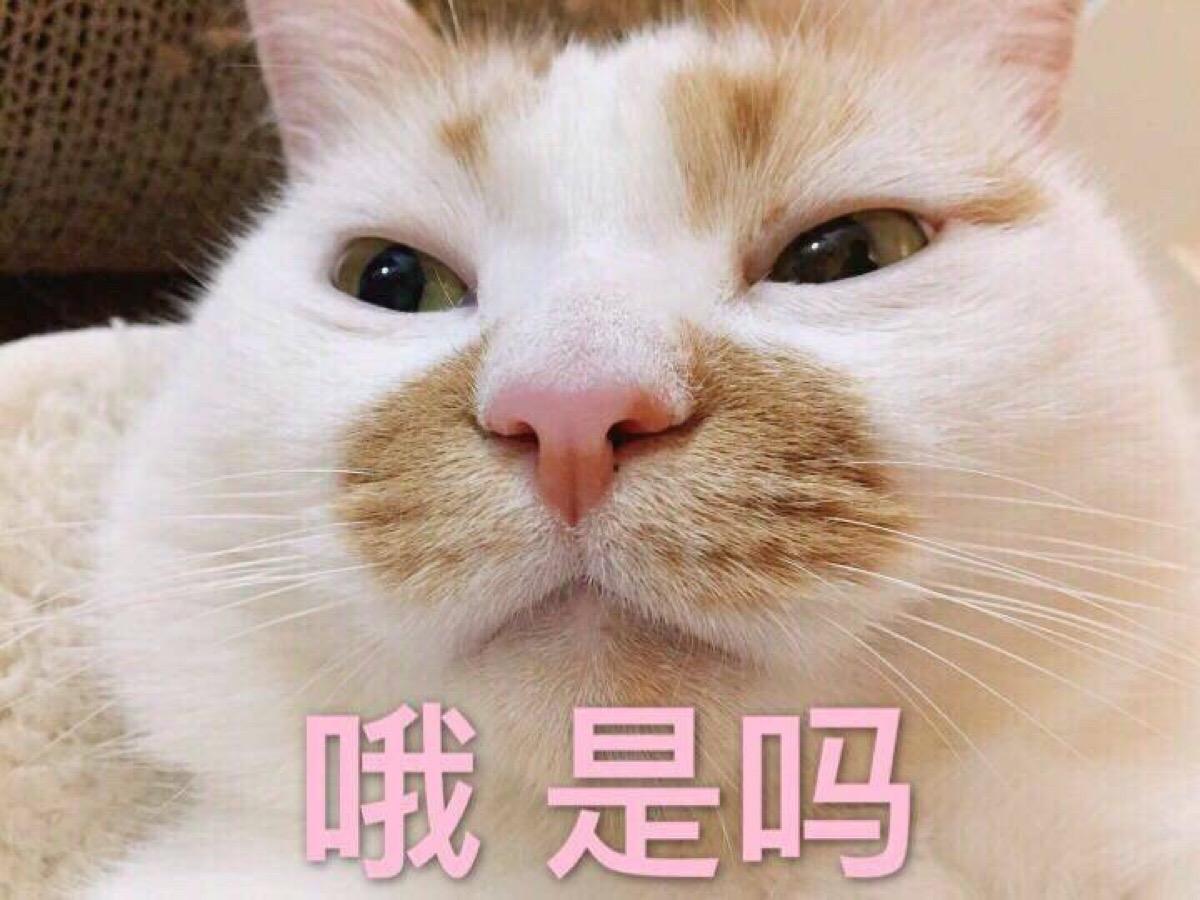 猫的岁数怎么算（分享猫咪与人类的最新年龄换算表）