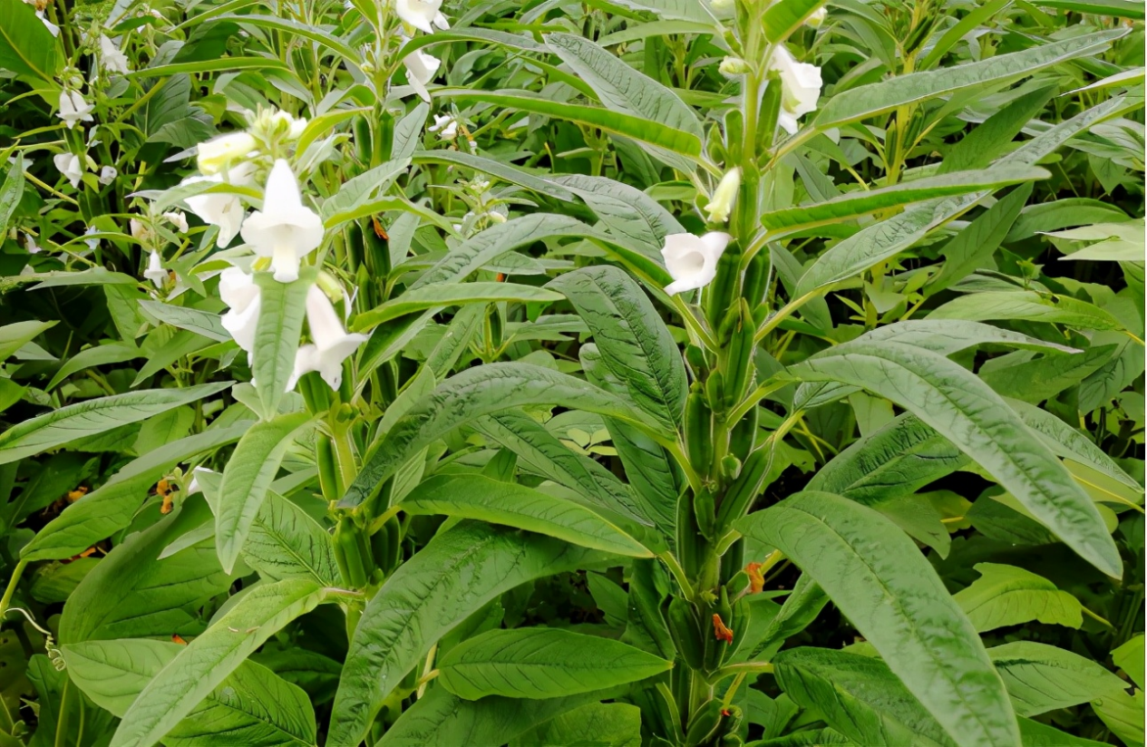 芝麻叶的功效与作用有哪些（芝麻叶在生活中的6大妙用）