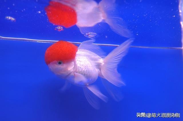 06a5c439f4074ed3a677e8b6a8df81da~noop.jpg