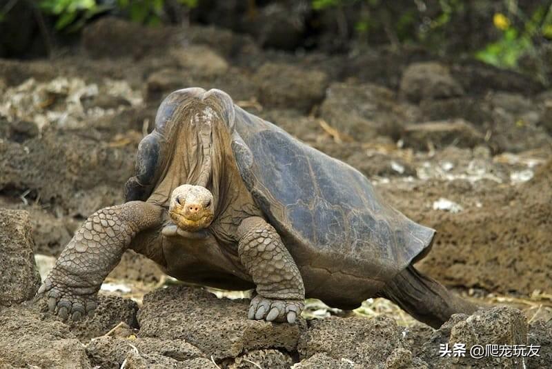 陆龟寿命一般多少年（因长寿而出名的八个陆龟品种）
