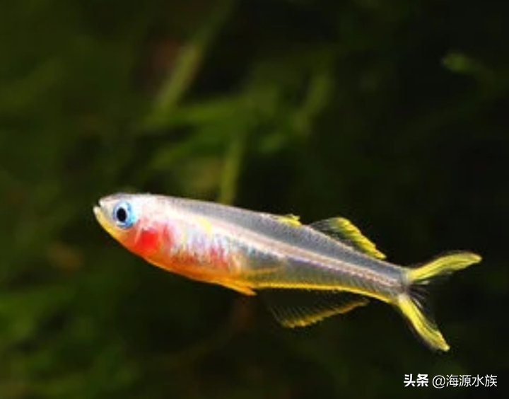 鱼从鱼缸里跳出来是怎么回事（导致鱼跳缸的原因有哪些）