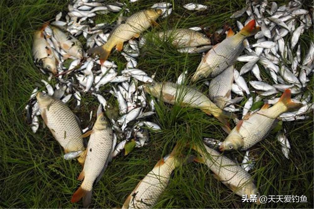 西风钓鱼好钓吗（分享夏季野钓一定避开的四个误区）