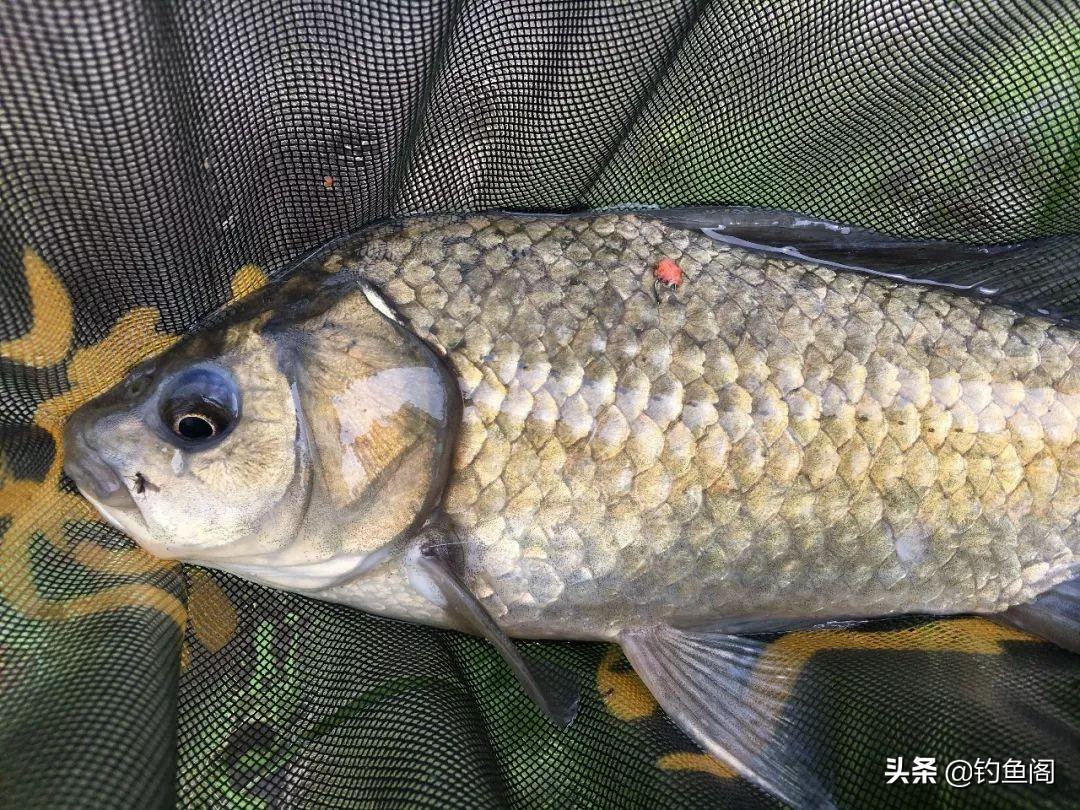 夏季野钓用什么味型的饵料（钓鲫鱼的饵料应该如何搭配）