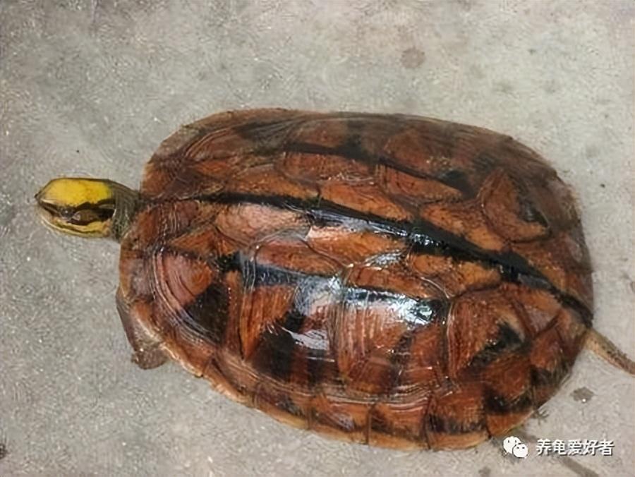 中国四大国龟有哪些（简要介绍市面上常见的几种国龟）