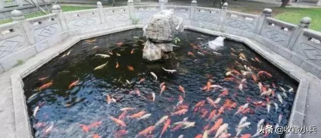 锦鲤适合水温是多少合适（养锦鲤不能触碰的九大雷区）