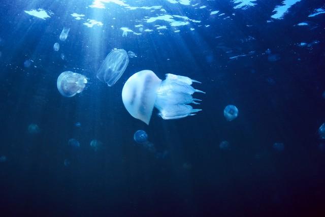 水母是什么动物（关于水母生物的形态特征及生活习性介绍）
