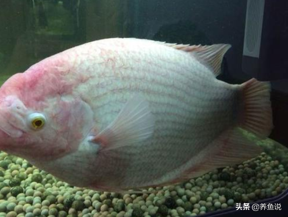 鱼尾巴上有红血丝怎么治疗（观赏鱼尾巴充血是如何造成的）