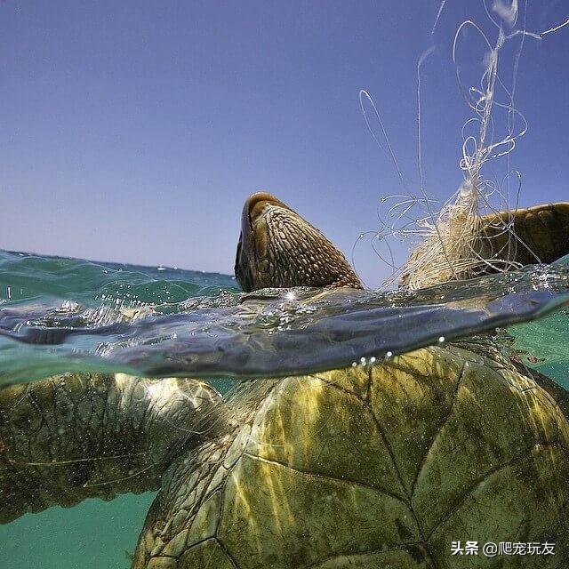 乌龟溺水怎么抢救过来（哪些情况会导致乌龟溺水呢）