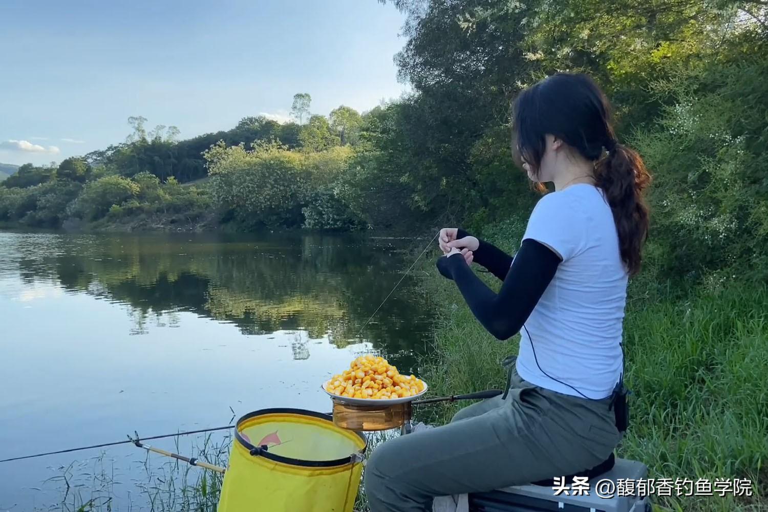 玉米能钓哪些鱼类（玉米饵的分类和用玉米钓鱼的技巧）