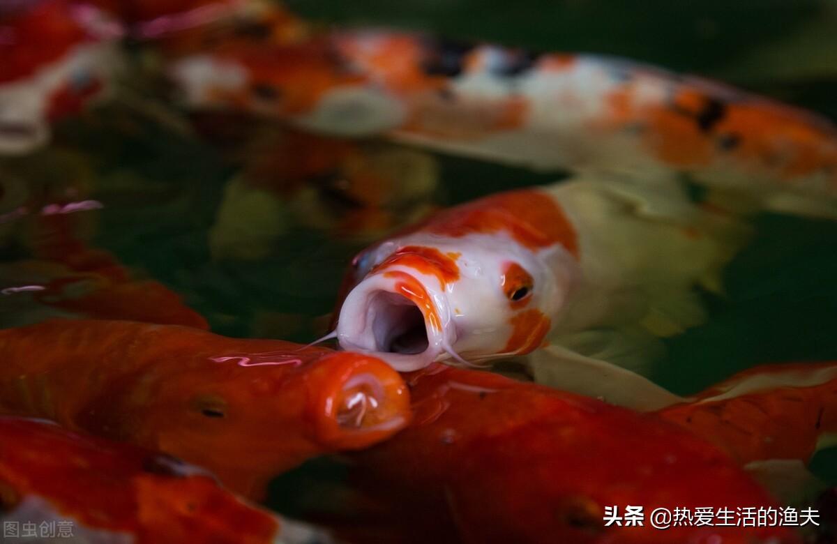 鱼缸多久换一次水合适（浅谈鱼缸换水的原则及方法）