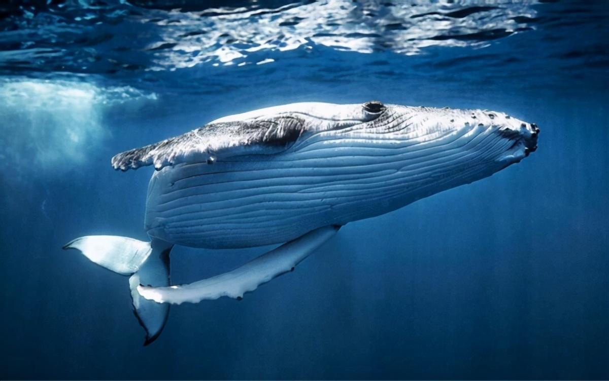 鲸鱼是鱼吗（鲸鱼是怎样演变成如今的海洋霸主的呢）