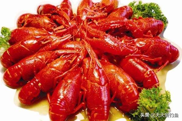 钓龙虾用什么诱饵好（小龙虾的钓位选择以及垂钓技巧）