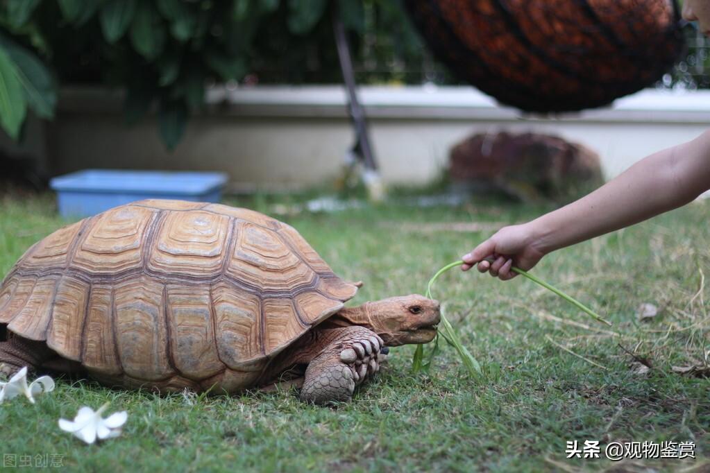 乌龟让人摸脑袋代表什么（与乌龟熟悉的方法有哪些）