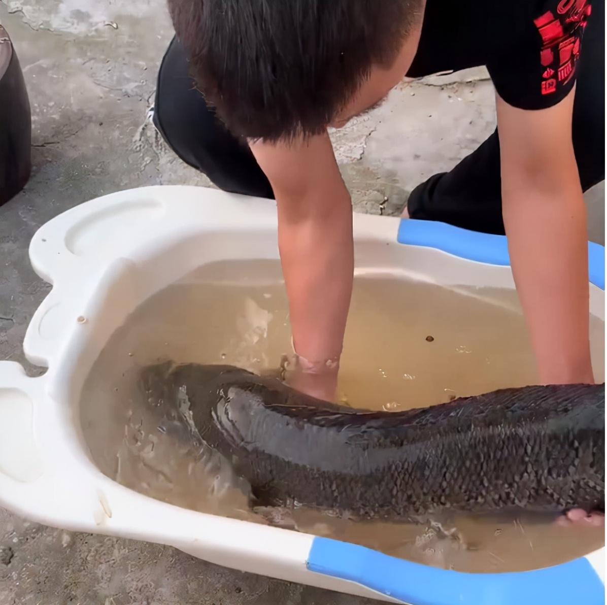 黑鱼能长多大（真的可以钓到20斤以上的大黑鱼吗）