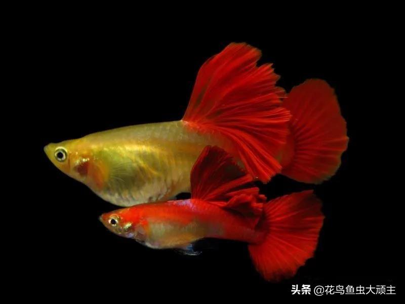 杂袍孔雀鱼是什么（关于孔雀鱼饲养的误区有哪些呢）
