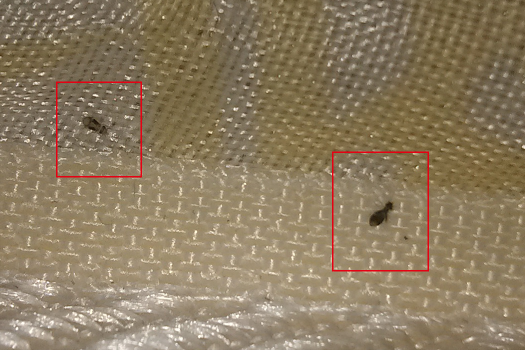 床上小黑虫是什么虫（床上小黑虫状物体的成因及治理方法）