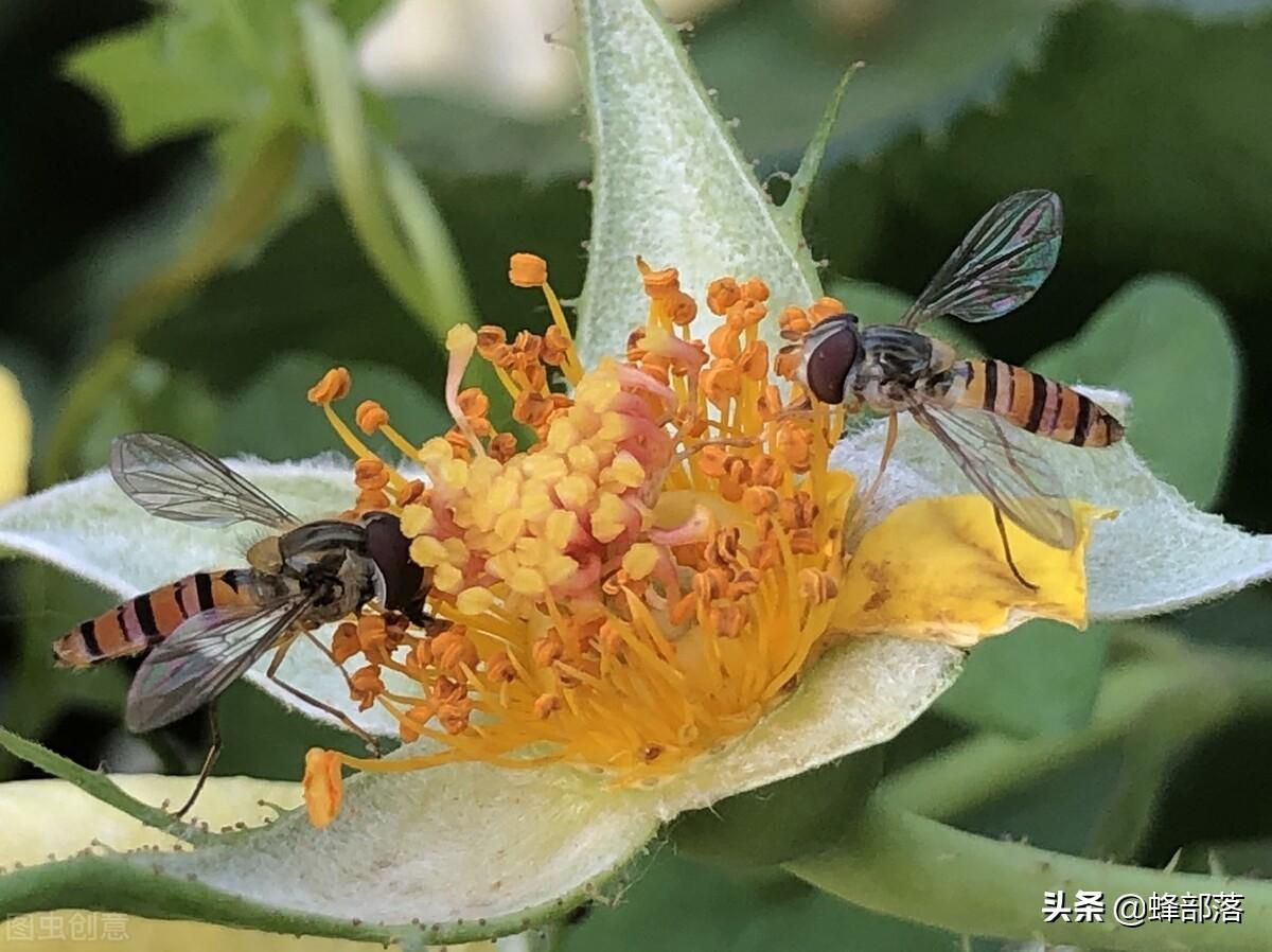 蜜蜂采的是花蜜还是花粉（工蜂如何使用足采集花粉）