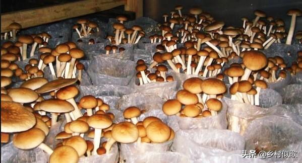 茶树菇产地哪里的好（茶树菇对环境条件有什么要求）