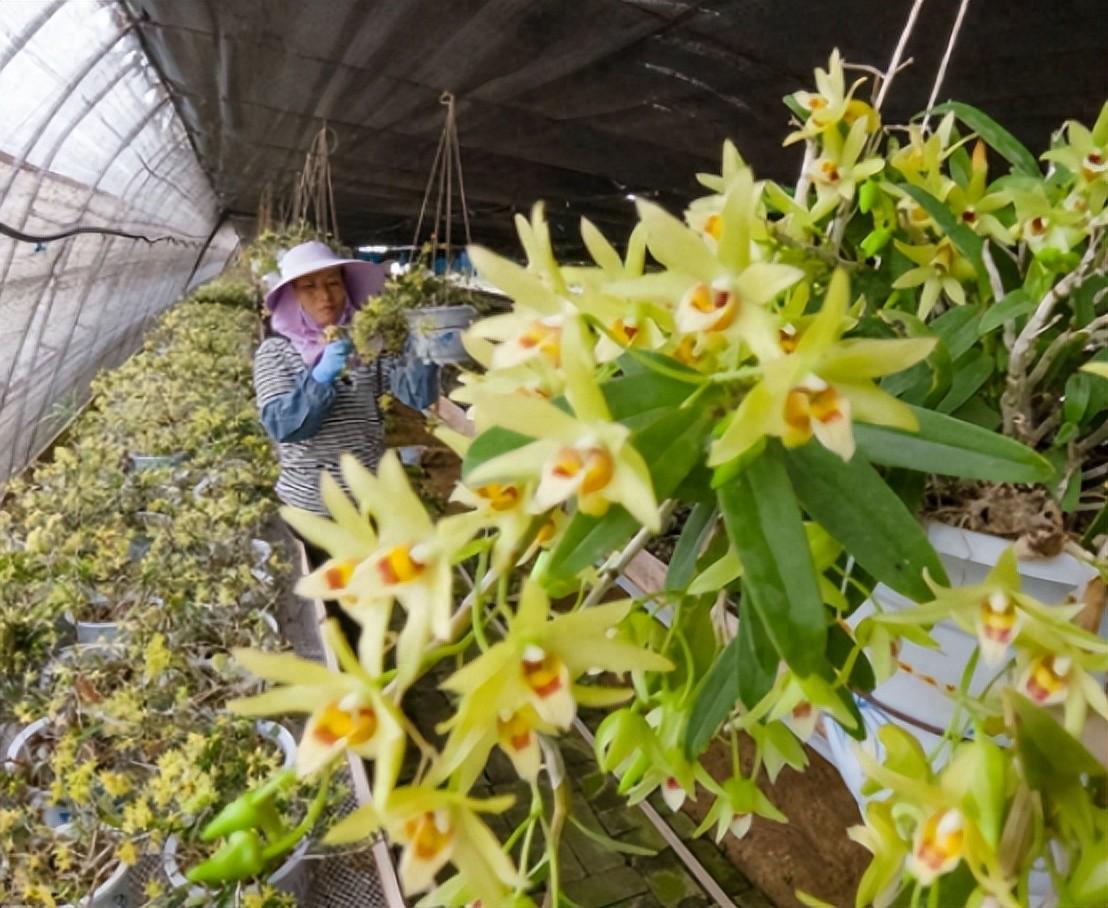 铁皮石斛的价格是多少钱一斤（铁皮石斛的市场前景如何）