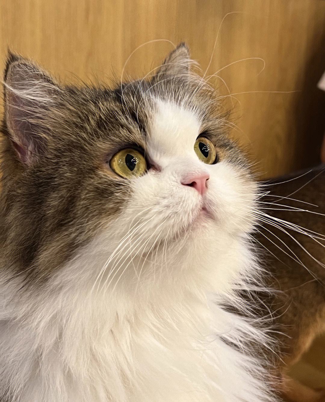 猫多久驱虫一次（一直养在家里的猫咪还需要驱虫吗）