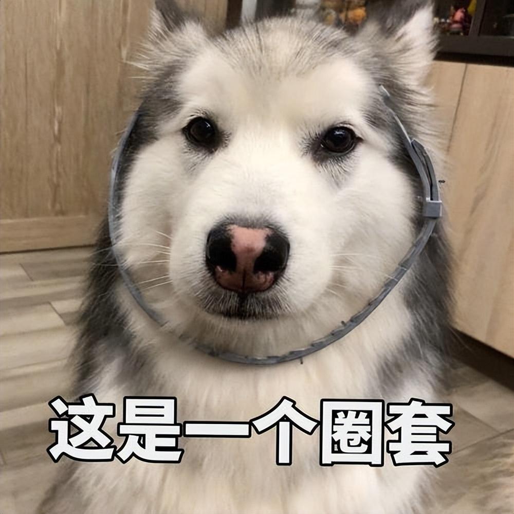 蝴蝶犬多少钱一只（盘点便宜又好养的五个宠物狗品种）