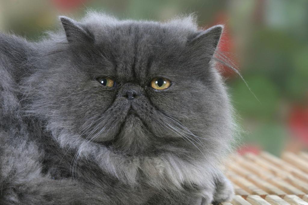 波斯猫价格多少钱一只（为什么许多人都不喜欢养波斯猫）