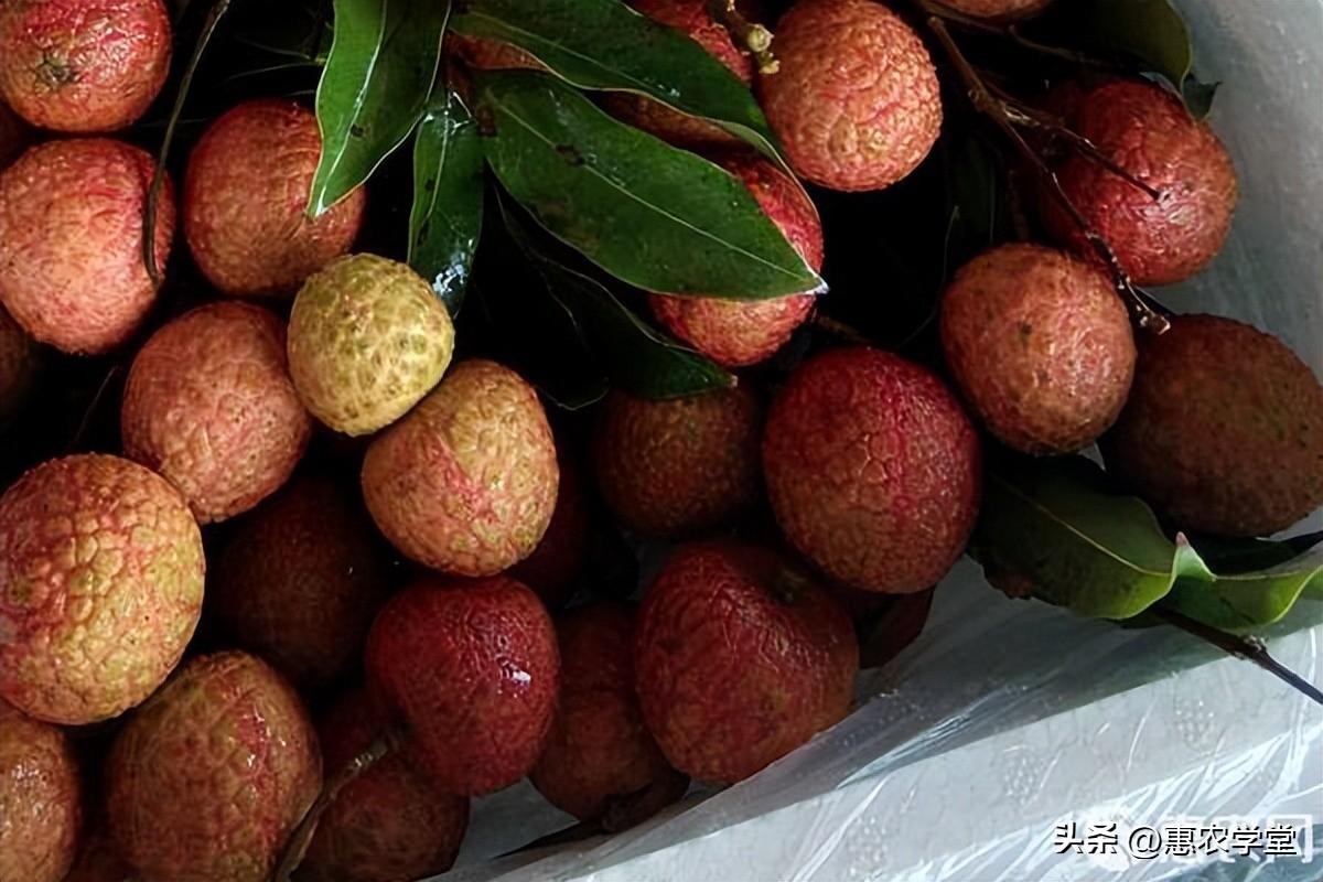 2023年荔枝一斤多少钱（好吃的荔枝品种有哪些）