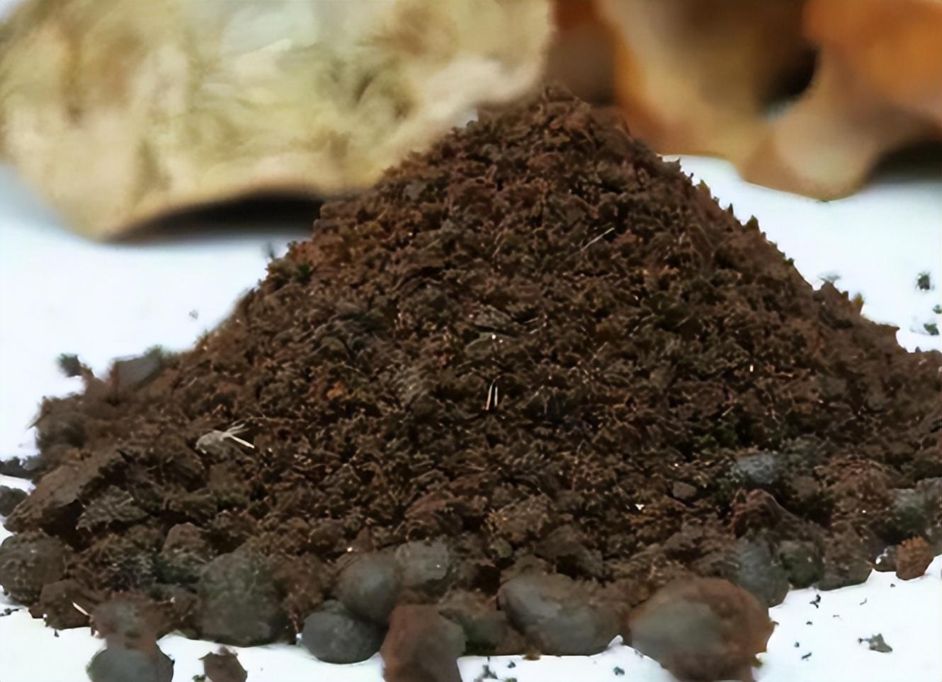 麝香多少钱一克纯天然（比黄金还贵的麝香到底是什么东西）
