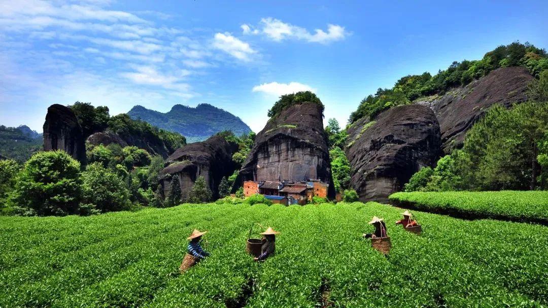 武夷山肉桂属于什么茶（武夷肉桂茶的口感特点介绍）