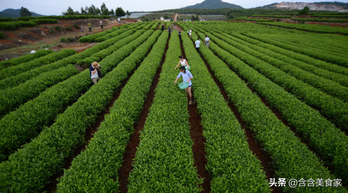 有机茶叶是什么意思（有机茶叶和普通茶叶的区别在哪里）