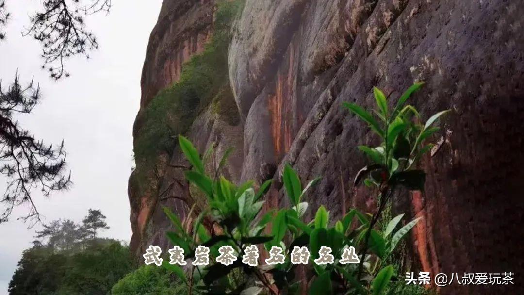 素心兰岩茶是什么品种（素心兰岩茶的特征及冲泡方法）