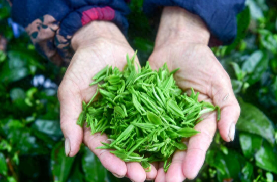 绿茶冷冻好还是冷藏好（放了两年的绿茶还能继续喝吗）